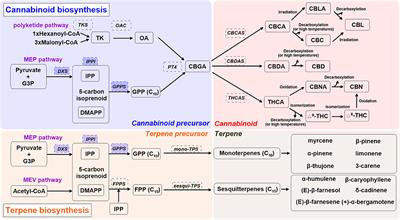 Cannabinoids and Terpenes: How Production of Photo-Protectants Can Be Manipulated to Enhance Cannabis sativa L. Phytochemistry